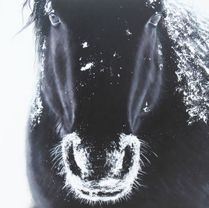 A Horse's Grandeur - paintingsonline.com.au
