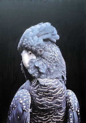 Mr Parrot - paintingsonline.com.au